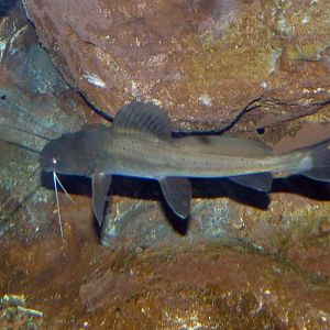 Bagrus bajad????? Please confirm!