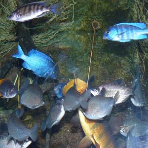 Feeding frenzy (Identifications wanted!)