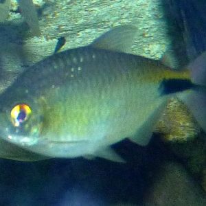 Brycinus longipinnis