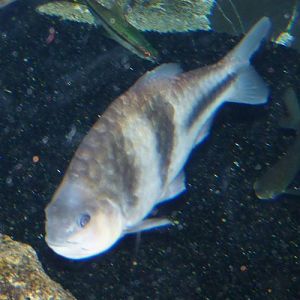 Barbodes lateristriga