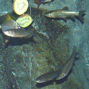 UNKNOWN cyprinids, please ID!