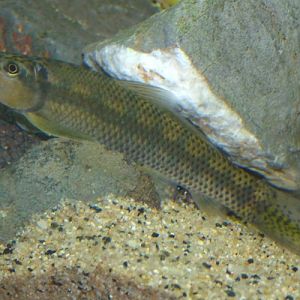 Gyrinocheilus aymonieri