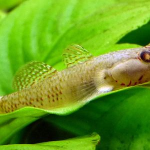 Rhinogobius duospilus