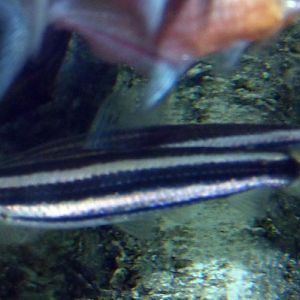 Anostomus ternetzi??????? Please confirm!!!