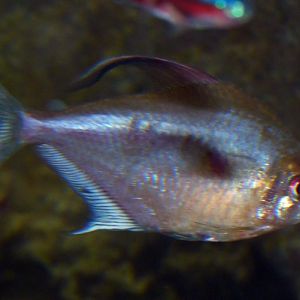 UNKNOWN Hyphessobrycon, please ID!!!