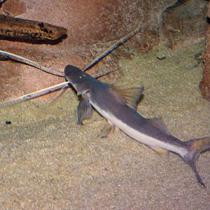 Brachyplatystoma platynemum (for confirmation)