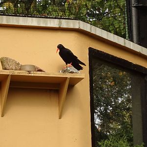 Chough, October 2016