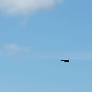 Chough, October 2016