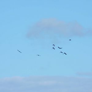 Chough, October 2016