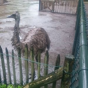 Wet Emu