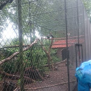 Enclosure King vulture and Ground hornbill