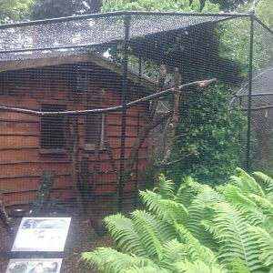 Aviary American kestrel and Peacock pheasant
