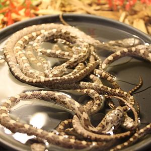 Pantherophis obsoleta quadrivittata - young