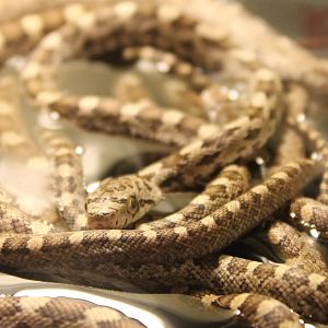 Pantherophis obsoleta quadrivittata - young