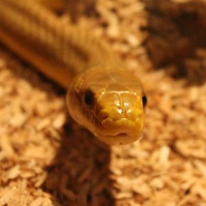 Pantherophis obsoleta quadrivittata - adult