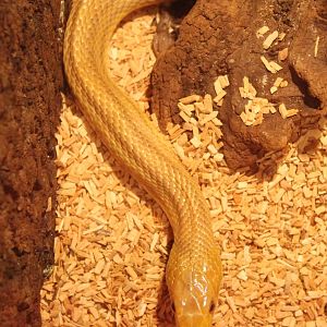 Pantherophis obsoleta quadrivittata - adult