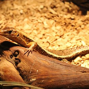 Zonosaurus laticaudatus