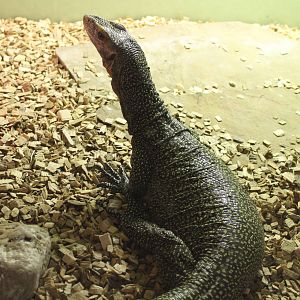Varanus jobiensis