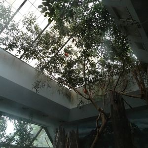 Oct. 2016 - Wings of the World - Canopy of the South American Exhibit (16 S