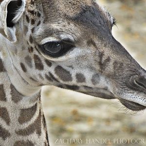 Oct. 2016 - Giraffe Ridge - Zoey