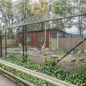 Flamingos in the Bird Nursery - 13/10/2016