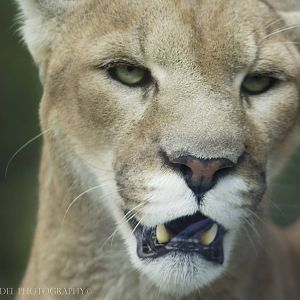 Oct. 2016 - Cat Canyon - Joseph