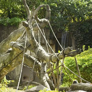 Oct. 2016 - Gorilla World - Interactive Tree... and Gladys