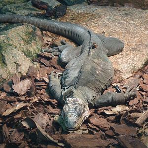 Lizard and lunch, October 2016