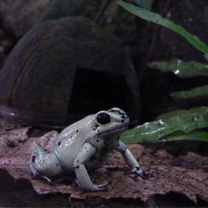 Golden Poison Frog, October 2016