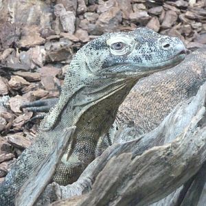 Komodo Dragon, October 2016