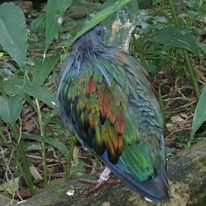 Nicobar pigeon, October 2016