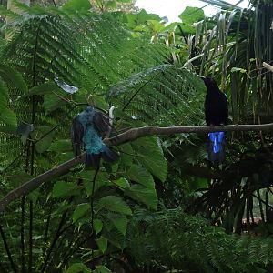 Asian fairy-blue-birds, October 2016