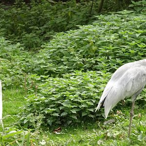 White-naped Crane, October 2016