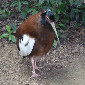 Madagascar crested ibis, October 2016