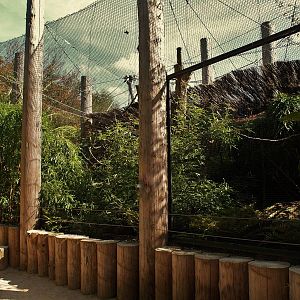 Andean cock-of-the-rock aviary