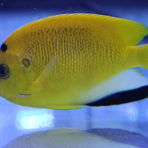 Apolemichthys trimaculatus