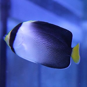 Chaetodontoplus mesoleucus