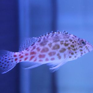 Spotted Hawkfish