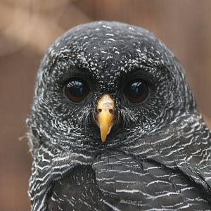 Black-banded Owl @ Scottish Owl Centre; 14.10.2016