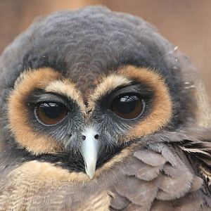 Brown Wood Owl @ Scottish Owl Centre; 14.10.2016