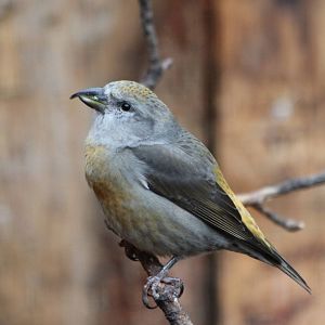Common Crossbill @ Scottish Owl Centre; 14.10.2016