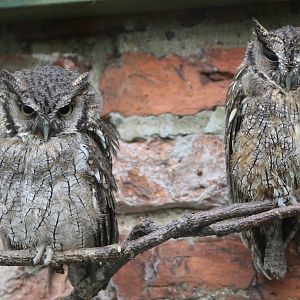 Tropical Screech Owls @ Scottish Owl Centre; 14.10.2016