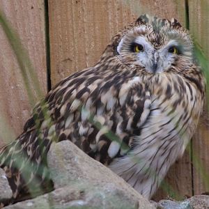 Short-eared Owl @ Scottish Owl Centre; 14.10.2016