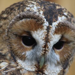 Tawny Owl @ Scottish Owl Centre; 14.10.2016