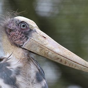 Lesser Adjutant Stork @ Paignton; 21.09.2016