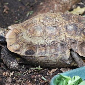 Home's Hinge-backed Tortoise @ Paignton; 21.09.2016