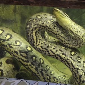 Green Anaconda @ Paignton; 21.09.2016