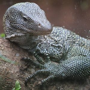 Mangrove Monitor @ Paignton; 21.09.2016