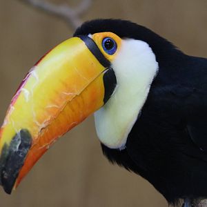 Toco Toucan @ Paignton; 21.09.2016