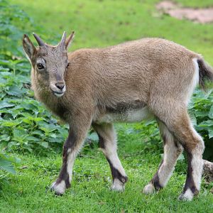 West Caucasian Tur kid @ Paignton; 21.09.2016